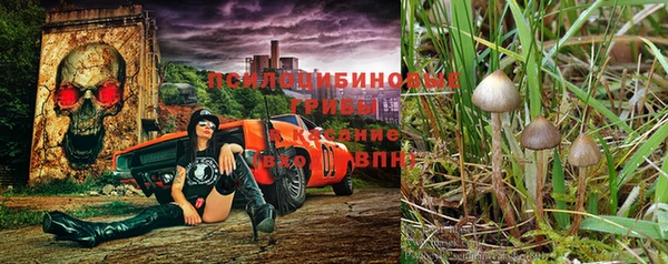 PSILOCYBIN Богородицк
